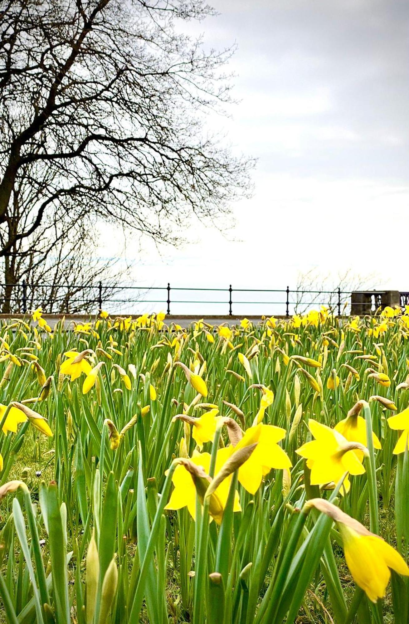 Esplanade Garden Apartment Scarborough Eksteriør billede